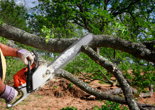 Best Dead Tree Removal  in USA